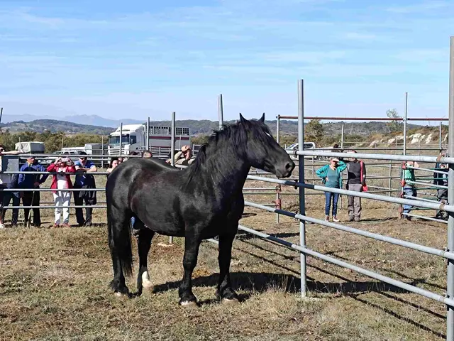 Soncillo prepara una nueva edición de la Feria de San Lucas para el 18 de octubre