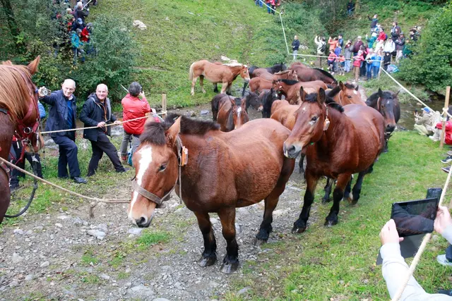 La Tria de Mulats vuelve a Espinavell con más de 300 animales