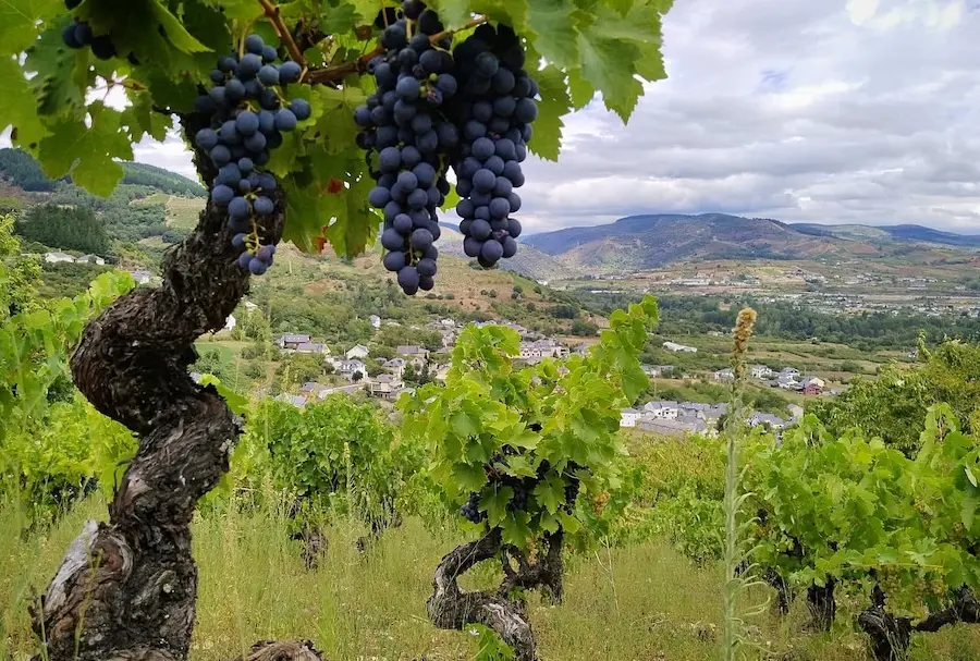 Corullón coloca ocho vinos entre los diez tintos más valorados del Bierzo