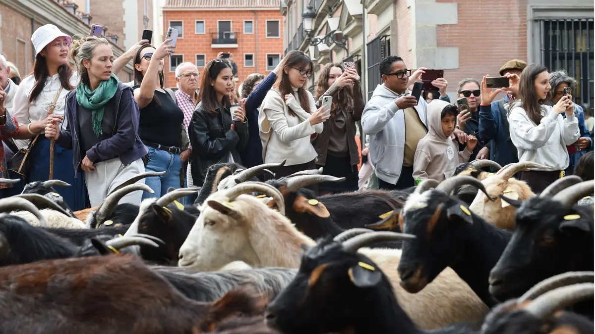 Las ovejas regresarán a Madrid el 25 de octubre