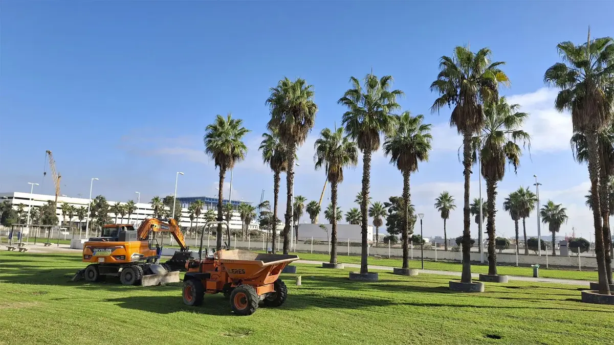 Doce palmeras del Saladillo serán trasladadas al Parque de la Conferencia