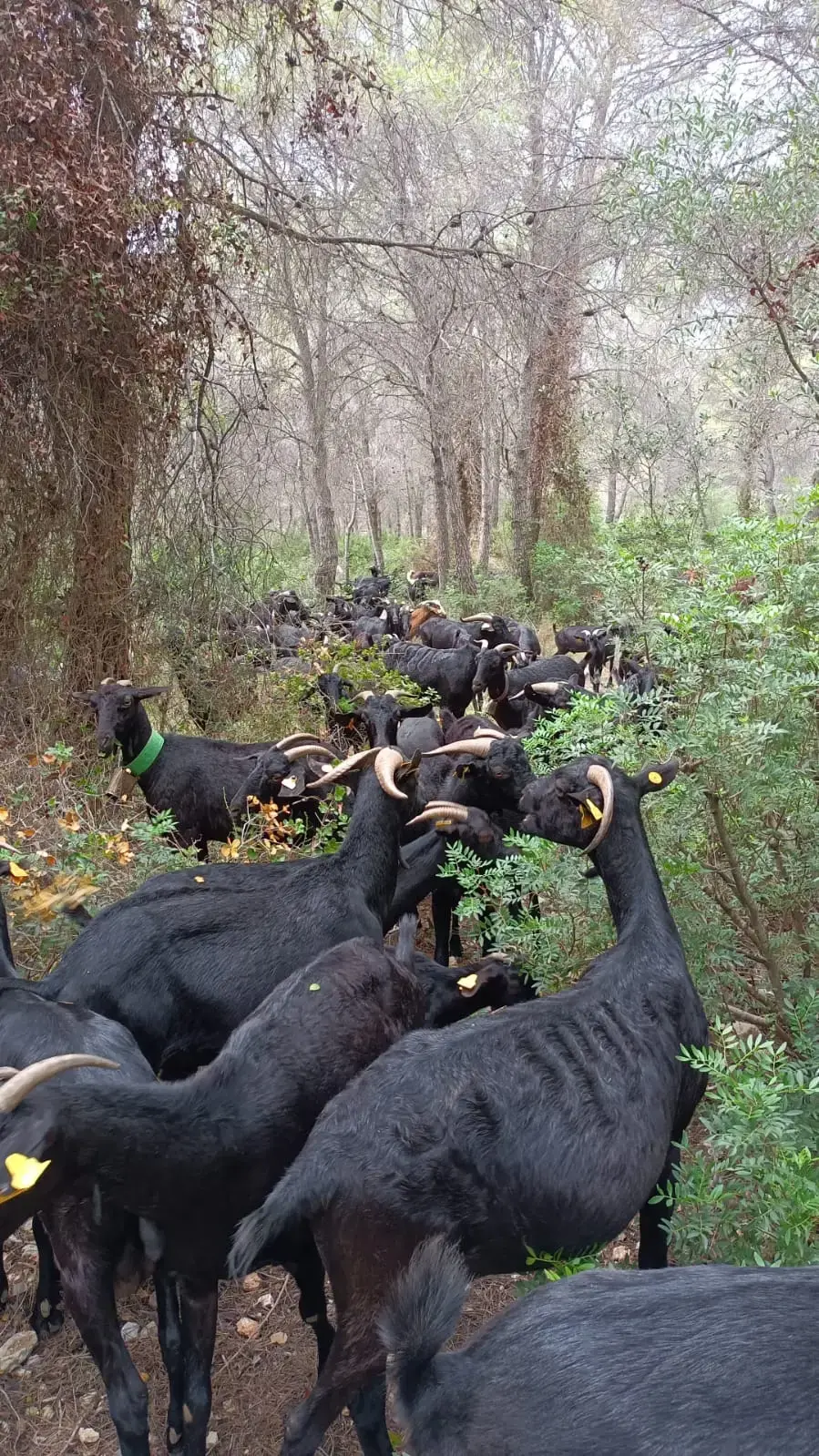 Cabras para cuidar el sotobosque y recuperar caminos ganaderos en Cunit