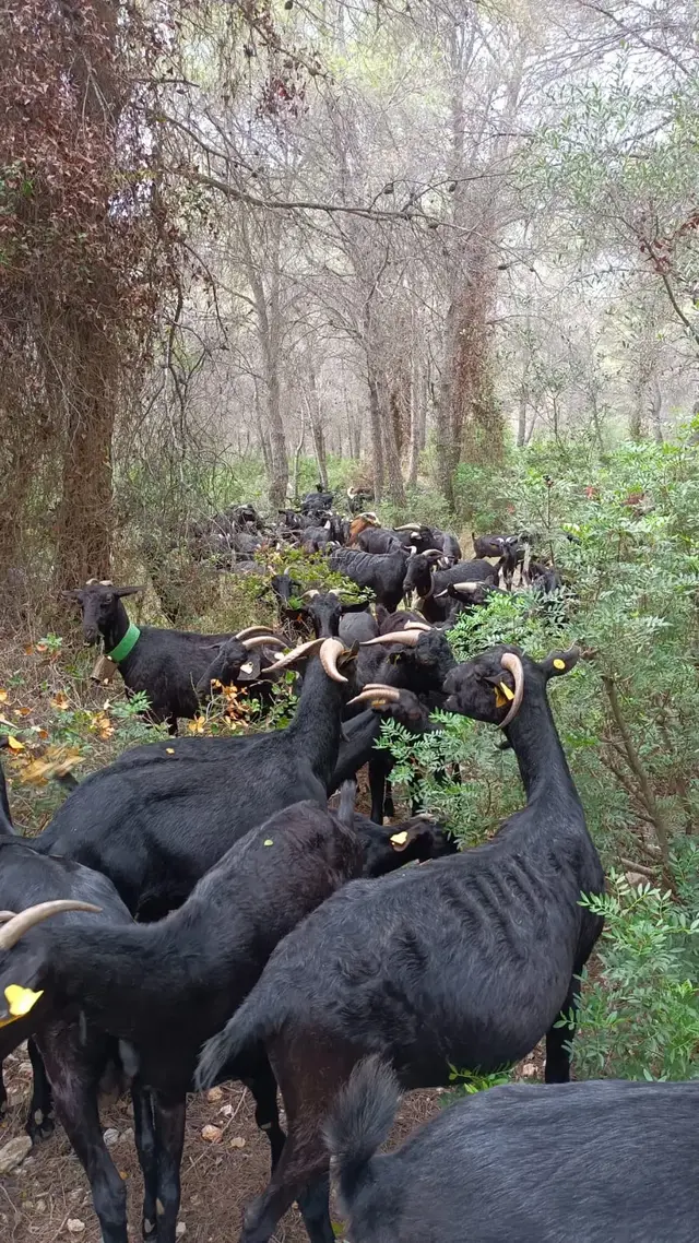 Cabras para cuidar el sotobosque y recuperar caminos ganaderos en Cunit