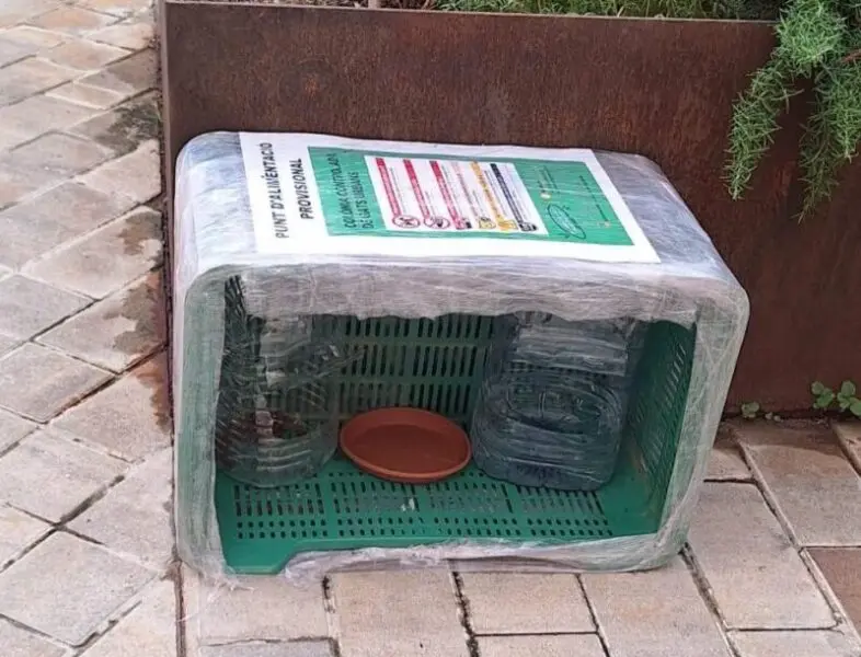 La colonia felina de Masquefa cambia de ubicación por las obras del centro de día