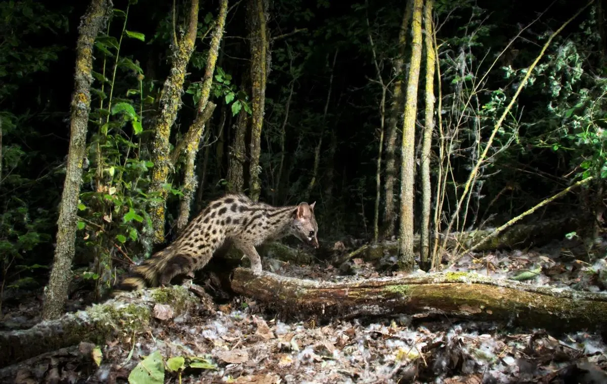 Cabrerizos expone 34 fotografías de fauna salvaje