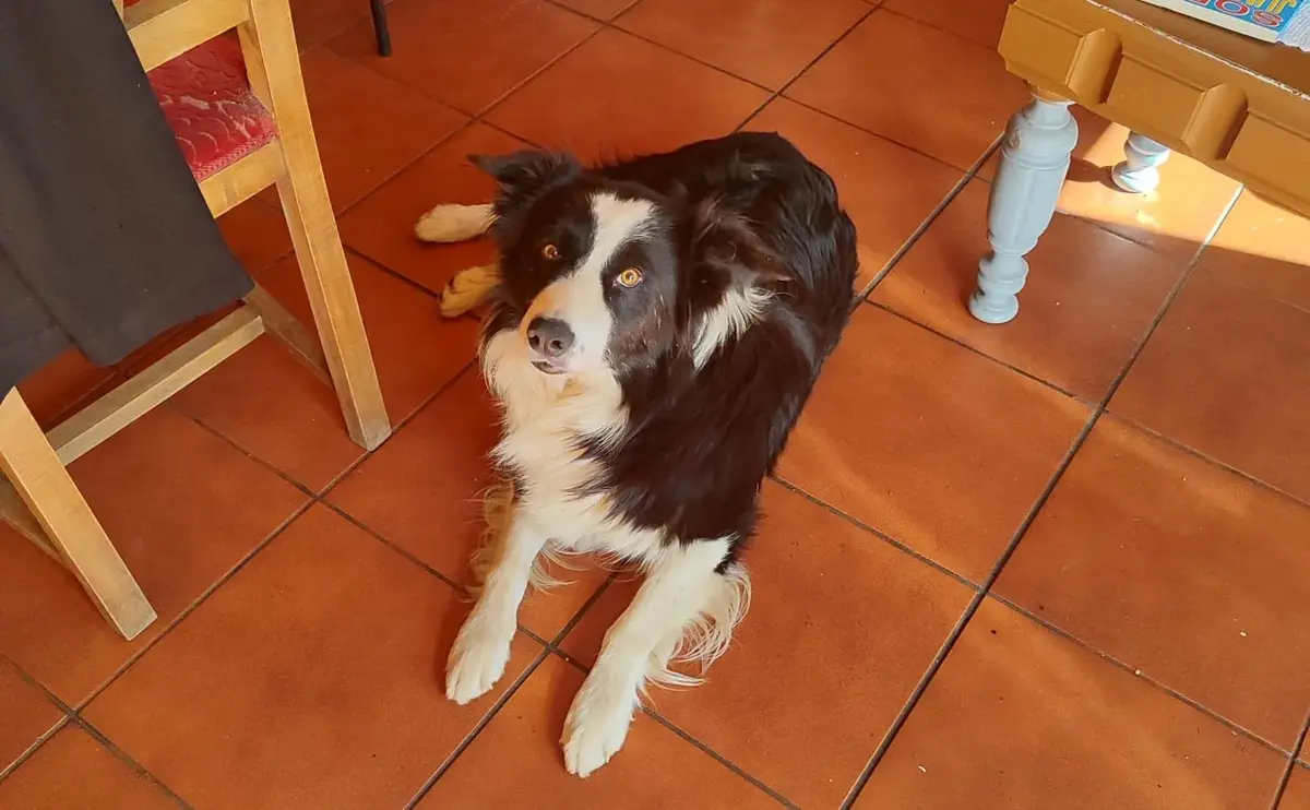 Un border collie blanco y negro desaparece en Cegoñal