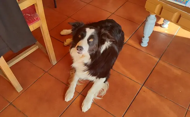 Un border collie blanco y negro desaparece en Cegoñal