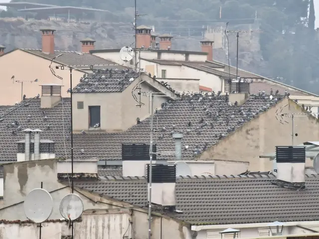 La sobrepoblación de palomas mantiene abierto el conflicto en Balaguer