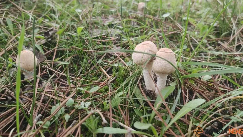 Rabanales organiza salidas para conocer las setas de sus montes