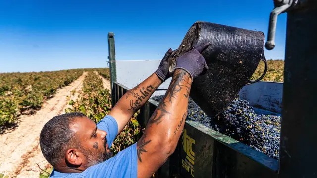 Rueda alcanza su segunda mayor cosecha histórica de uva