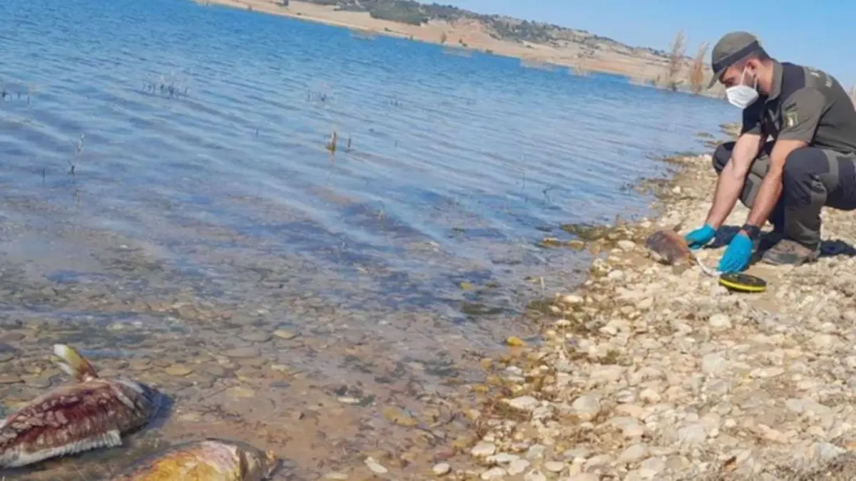Inspeccionan el embalse de Alarcón tras hallar numerosas carpas muertas
