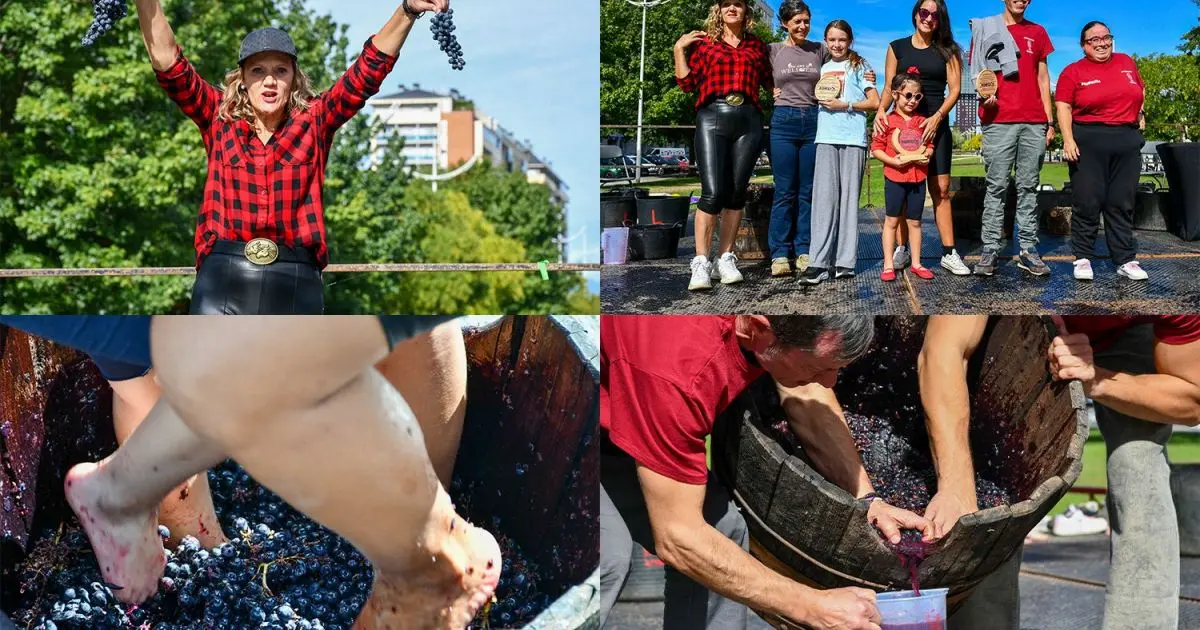 La pisada de uva protagoniza una de las citas de Ponfevin en La Rosaleda