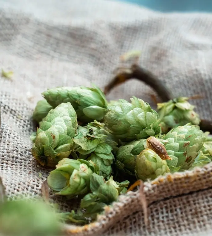 Vic propone un taller para descubrir los ingredientes de la cerveza artesana