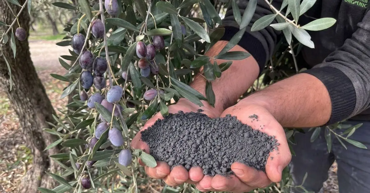 Una iniciativa acerca el biochar a las explotaciones olivareras de Aguadulce