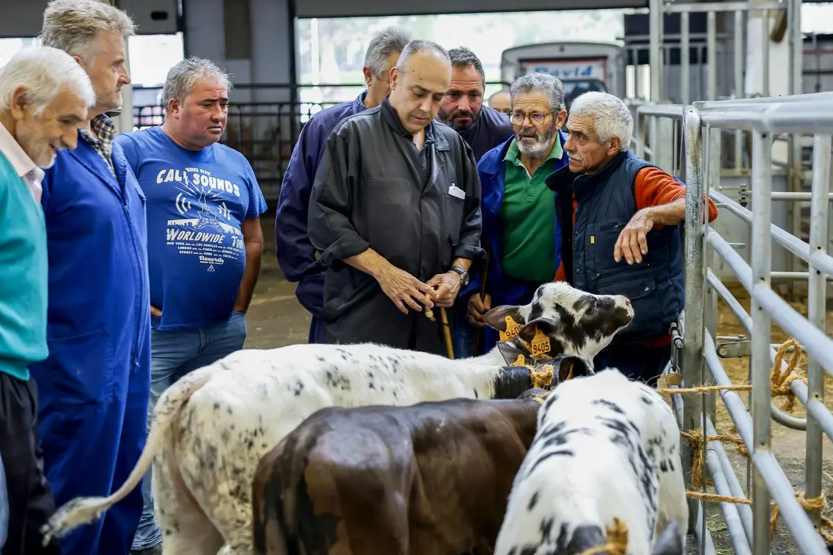 El mercado ganadero de Torrelavega contabiliza 1.158 animales