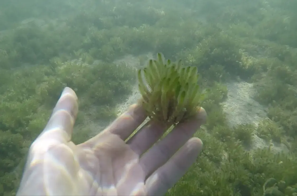 Un estudio detecta la expansión de un alga exótica en s’Estany des Peix