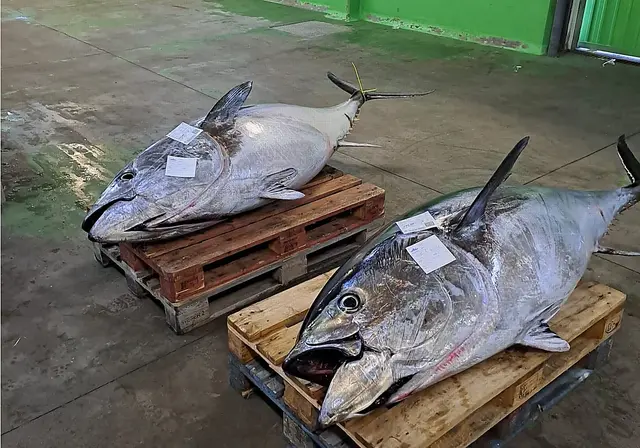 Dos nuevos atunes rojos salen a subasta en la rula de Avilés
