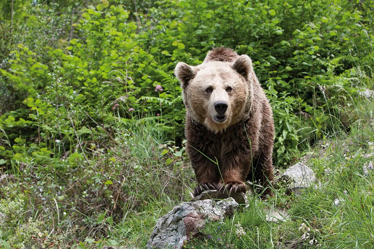 Oviedo acogerá un encuentro técnico sobre el oso pardo cantábrico