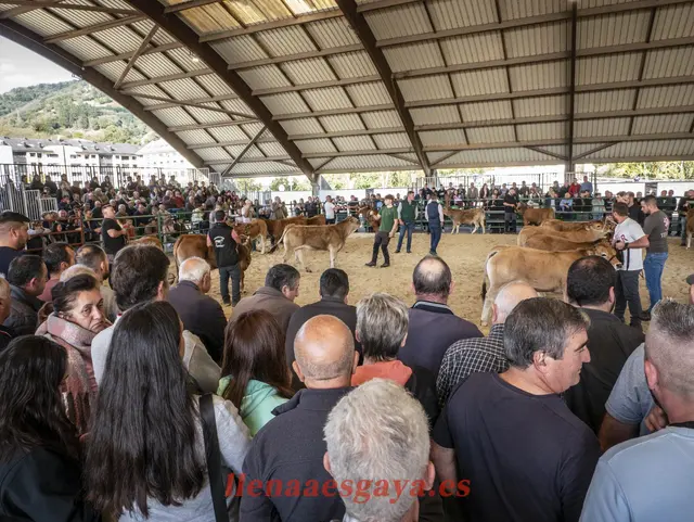 Lena licita la explotación de una barra para tres citas ganaderas de 2026