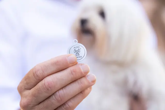 Burriana suma 500 plazas gratuitas para registrar el ADN de los perros