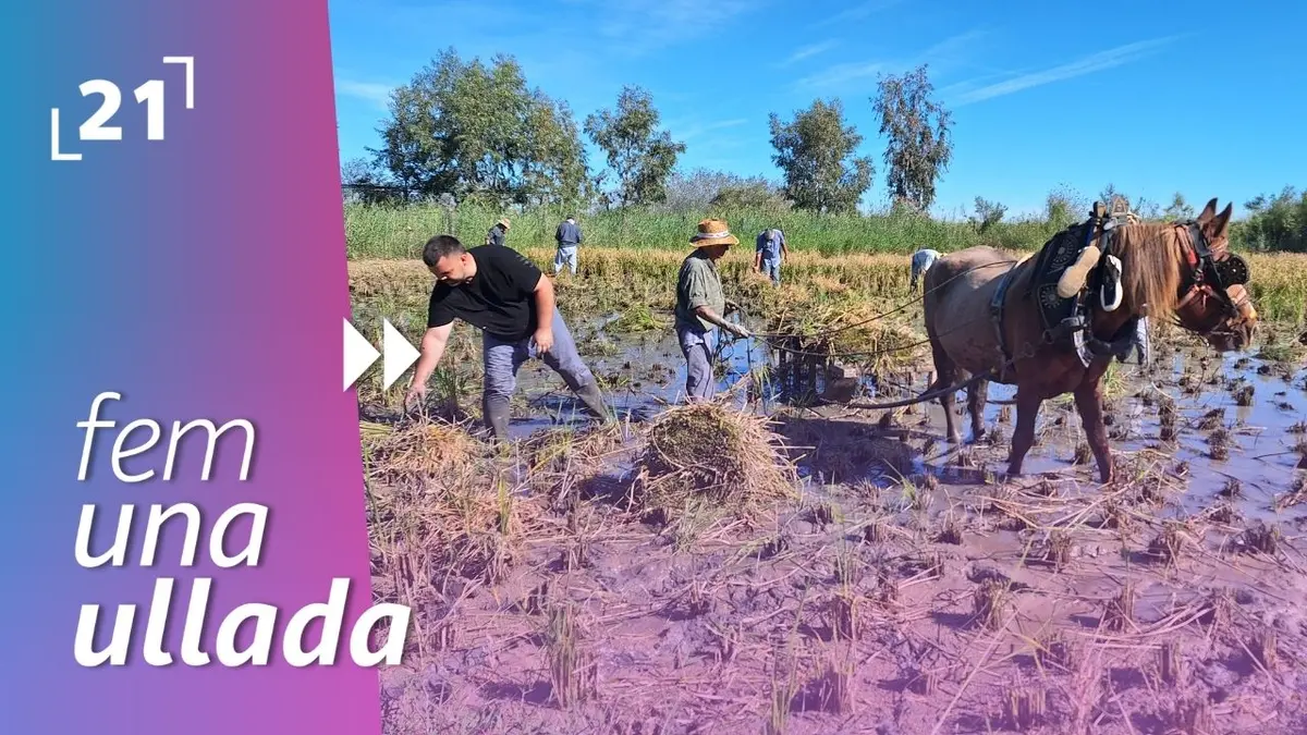 Amposta recupera la memoria de las antiguas labores del arroz