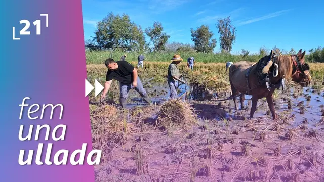 Amposta recupera la memoria de las antiguas labores del arroz