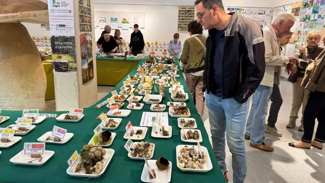 Una exposición micológica de Binéfar destaca una seta de distribución muy limitada