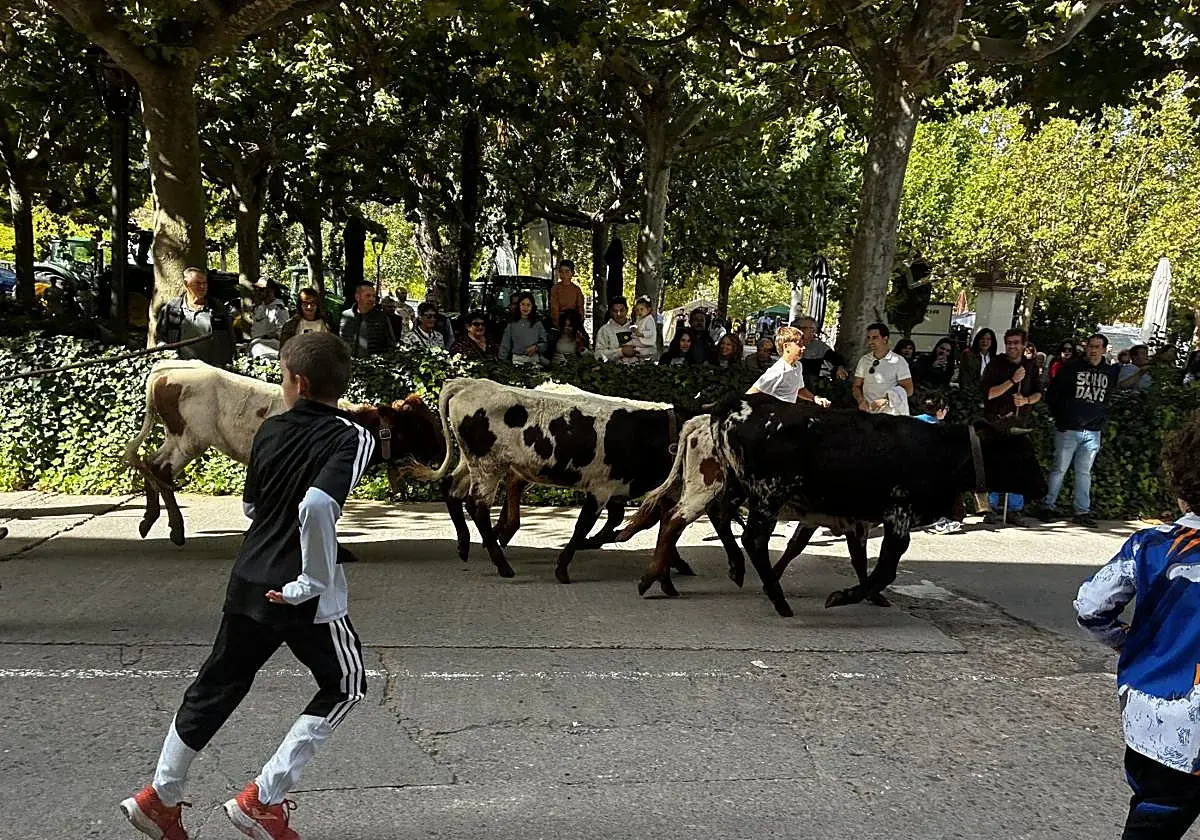 Ganadería, tecnología y miel protagonizan las Ferias de San Miguel en Nájera