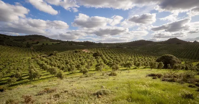 Finca La Torre adapta la cosecha de aceituna a las altas temperaturas