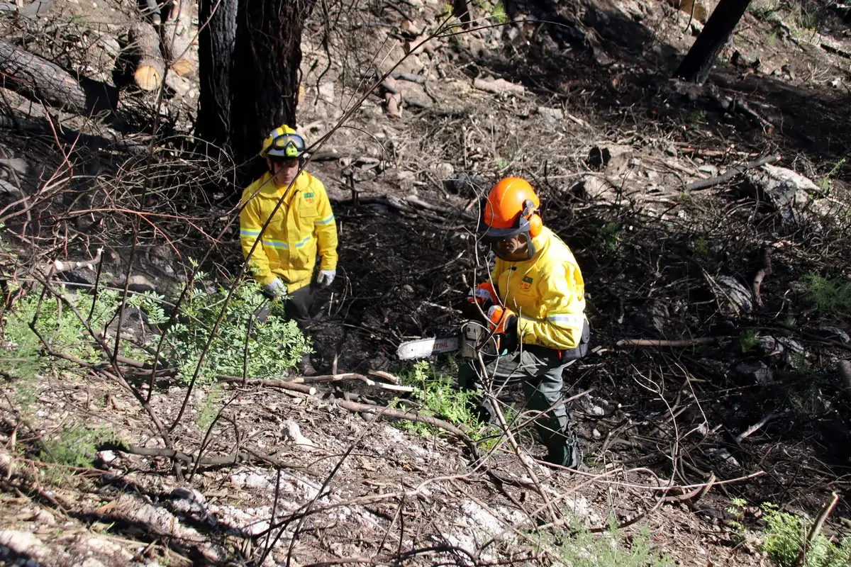 Carme inicia trabajos forestales urgentes en el área afectada por el incendio