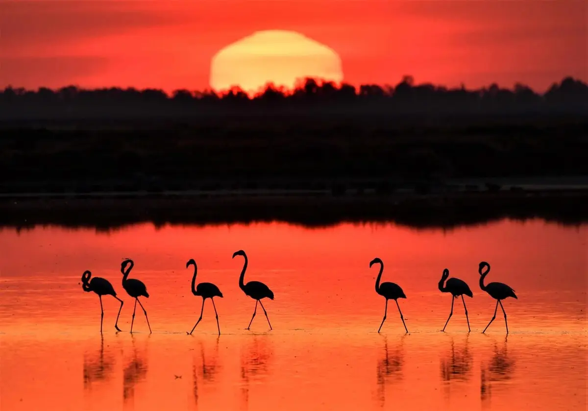 Photo Nature Andalucía vuelve a Isla Mayor con la conservación de Doñana en el foco