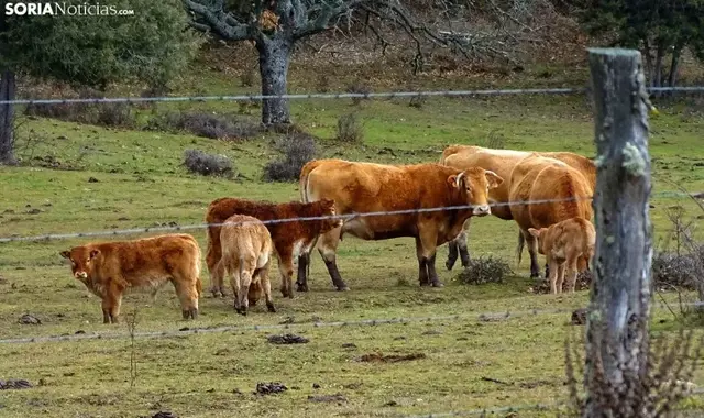 Soria reserva 30.000 euros para impulsar la mejora genética de las explotaciones ganaderas