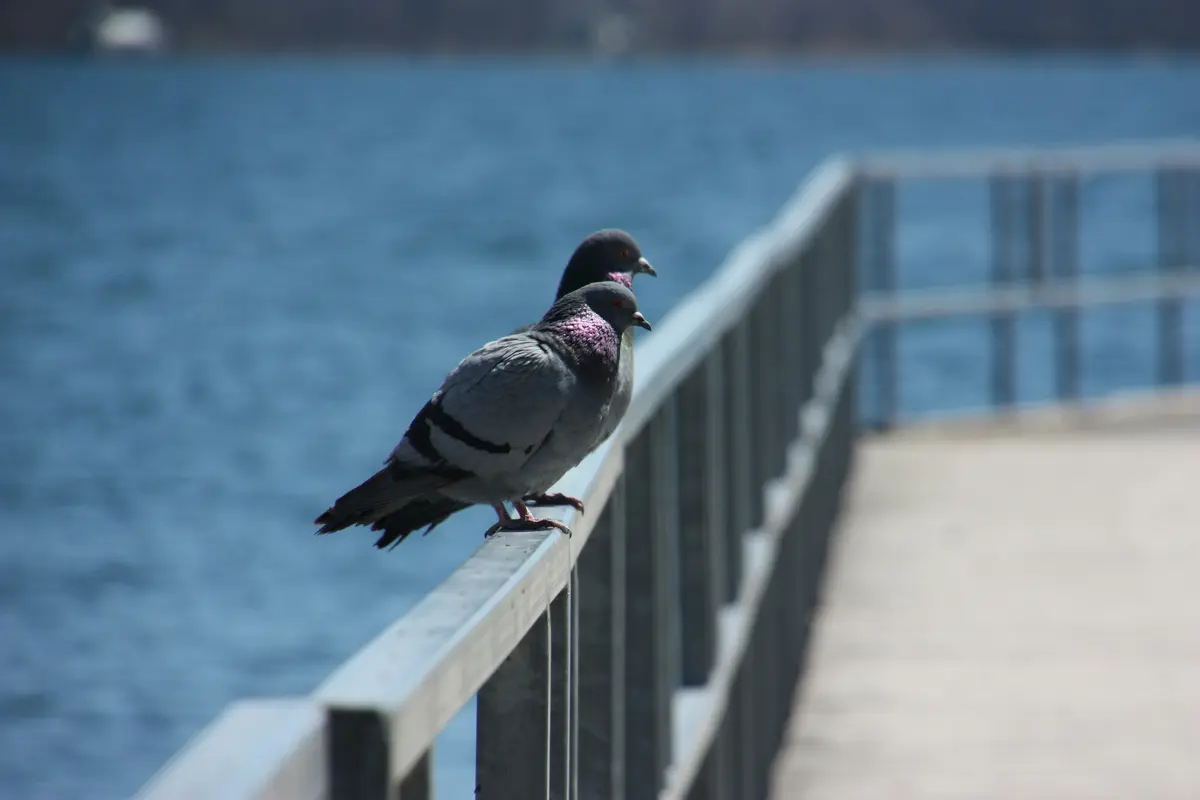 Un nuevo censo detecta menos palomas por hectárea en Irun