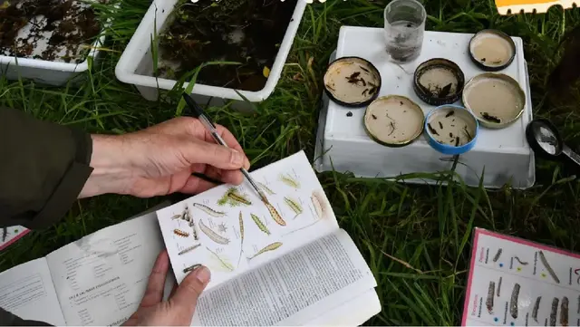 As Pedras Galladas recorrerá el río Valiñas en su inspección otoñal