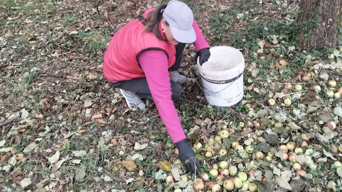 Chantada prevé una cosecha de manzana sidrera de gran calidad