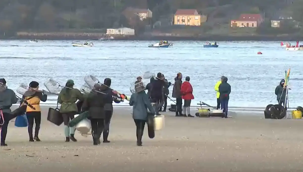 Noia reanudará el marisqueo en sus tres bancos tras más de nueve meses de pausa