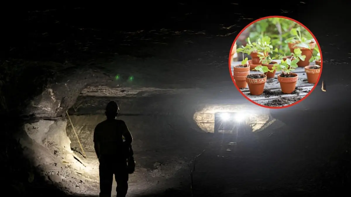 La mina de La Raya inicia una nueva etapa con cultivos bajo tierra