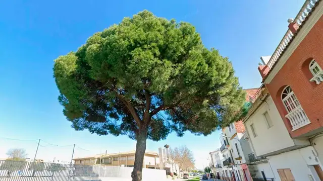 Un pino de Los Palacios sigue a la espera de protección singular