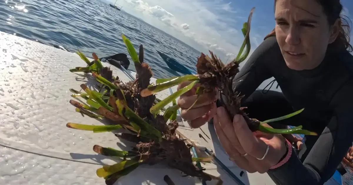 La recogida de posidonia en Alcanada selecciona 500 fragmentos para replantar