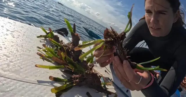 La recogida de posidonia en Alcanada selecciona 500 fragmentos para replantar